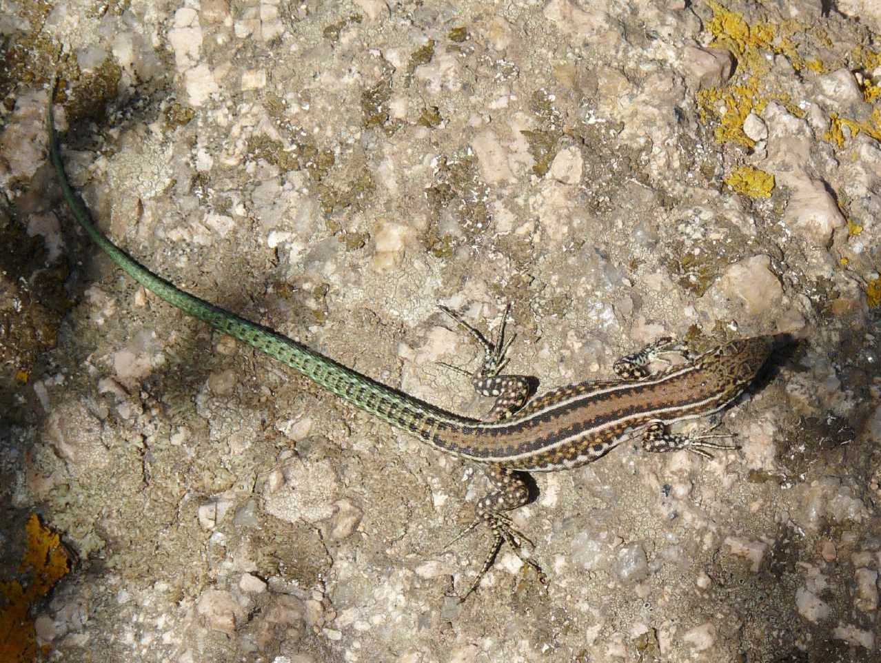 Lucertole a Capo Testa (Podarcis tiliguerta)